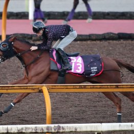 【勝羽の土曜競馬コラム・ファンタジーＳ】