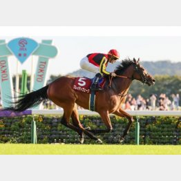 東京で昨年のアイルランドTを快勝