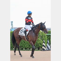 藤岡はホウオウサンデー推し