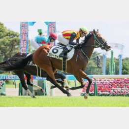 若さを残しながらも新馬戦を快勝