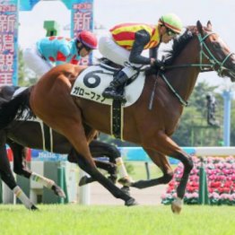 【東京本紙・外山の日曜東京８Ｒ】