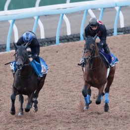 【天皇賞】前走が自己ベストのホウオウビスケッツ成長力で初タイトル