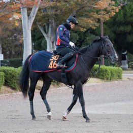 【東京５Ｒ・２歳新馬】アローメタル　牡・木村哲也厩舎