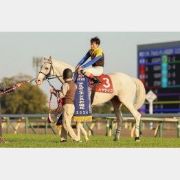 昨年はハヤヤッコが制した