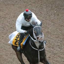 【みやこＳ】動き活発ダブルハートボンドは牡馬相手でも