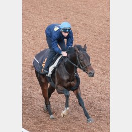 今週の坂路追いはプーシャンが騎乗