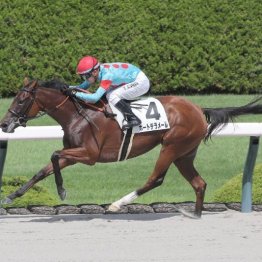 【藤岡の土曜競馬コラム・亀岡特別】