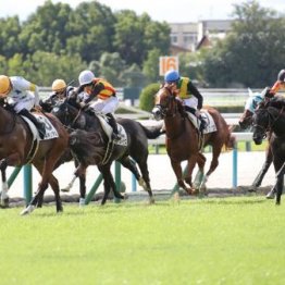 【市川の土曜競馬コラム・京王杯２歳Ｓ】