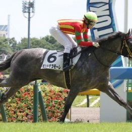 【木津の土曜競馬コラム・錦秋Ｓ】