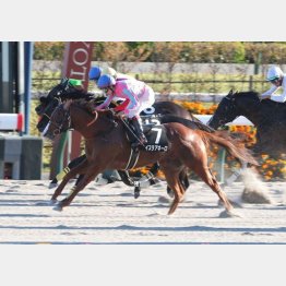 昨年の勝ち馬を狙い撃ち