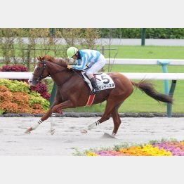 前走で障害オープン２勝目