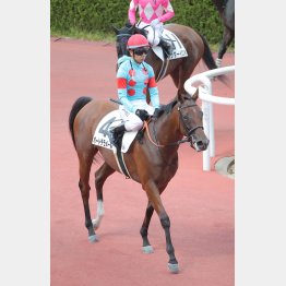 初ダートの前走が圧巻勝ちっぷり