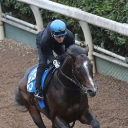 【藤岡の日曜競馬コラム・みやこＳ】