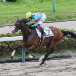 【飯島の日曜競馬コラム・東京７Ｒ】