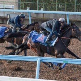 【武田の日曜競馬コラム・アルゼンチン共和国杯】