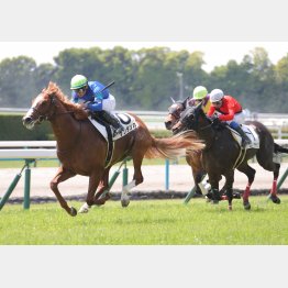 勝羽推しのサンタンカは３走前が鮮やかなV