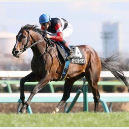 ルメールで６戦４勝（湾岸Ｓ）