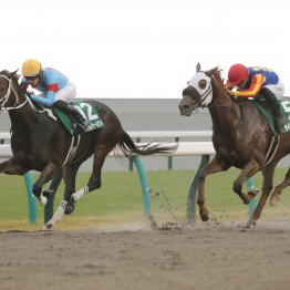 不良馬場で父が芝ＧⅠ馬のスピードが生きたみやこＳ