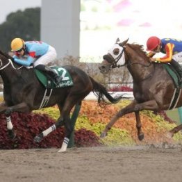 【みやこＳ】レコード完勝ダブルハートボンドＧⅠ見えた