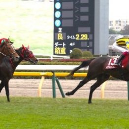 【アルゼンチン共和国杯】個性派ミステリーウェイとデビュー５年目の松本が渾身の大逃げで人馬ともに重賞初Ｖ