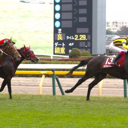 【アルゼンチン共和国杯】７歳騸馬ミステリーウェイ＆５年目騎手・松本大輝が名コンビ結成の２連勝を決めた舞台裏