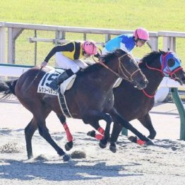 【大谷の土曜競馬コラム・武蔵野Ｓ】