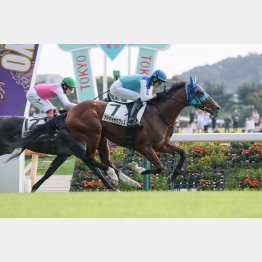 瞬発力が生きる配合