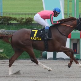 【播磨の土曜競馬コラム・武蔵野Ｓ】