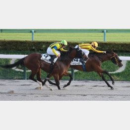 前走は首差②着