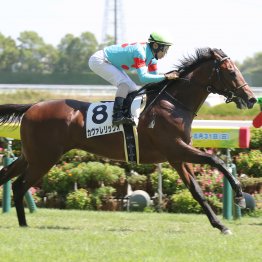 【大阪本紙・弘中のデイリー杯2歳S】