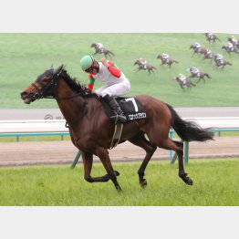 ３走前は京都で勝利
