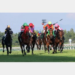 今年の新潟記念は超ハイレベル（黄帽）