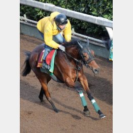 競走馬としてピークを迎えた