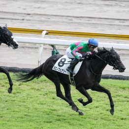 【レスキュー隊の日曜競馬コラム・東京12Ｒ】	