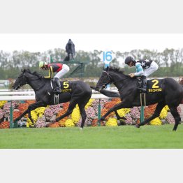 前走は負けて強し