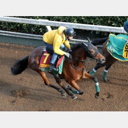 今回も坂路で整える調整