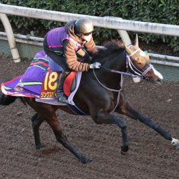 【エリザベス女王杯】リンクスティップ　Ｃ・デムーロで期待大！