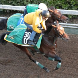 【日曜京都５Ｒ・２歳新馬】アクセス　牡・上村洋行厩舎