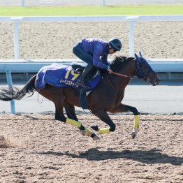 【マイルＣＳ】調教マル得チェック③