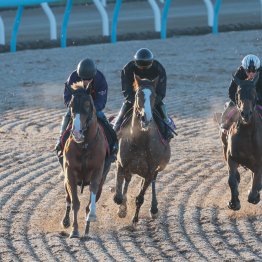 【マイルＣＳ】調教マル得チェック③