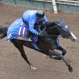 【マイルＣＳ】調教マル得チェック②