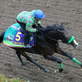 【マイルＣＳ】調教マル得チェック①