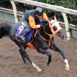 【マイルＣＳ】調教マル得チェック①