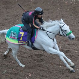 【マイルＣＳ】ガイアフォース、理想的な坂路追い