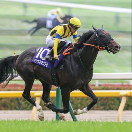 【マイルＣＳ】ジャンタルマンタルがさらに父パレスマリスの価値を上げるのか