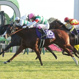 【マイルＣＳ】データ作戦　富士Ｓ組が狙い目