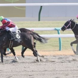 【市川の土曜競馬コラム・シトリンＳ】
