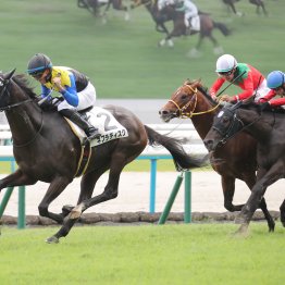 【大阪本紙・弘中の土曜京都12Ｒ】