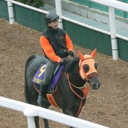 【マイルチャンピオンシップ】出走全馬の特選情報