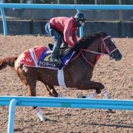 【新居の日曜競馬コラム・マイルチャンピオンシップ】